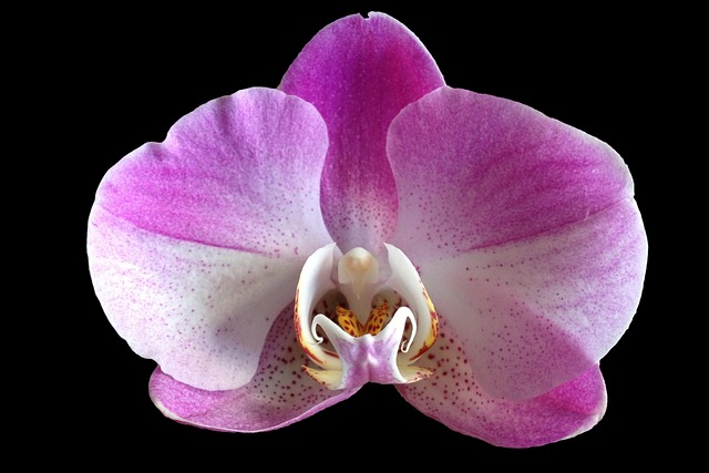 Orhideea, floarea pasiunii, simbolul dragostei!